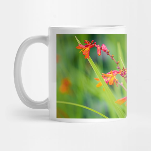 Close-up of crocosmia flowers by blossomcophoto